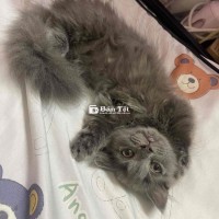 munchkin tai cụp