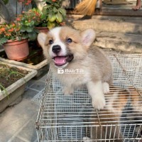 Chó con 1.5 tháng tuổi đã tiêm phòng và tẩy giun – Cần tìm chủ yêu thương  