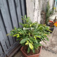 Mai Vàng Bonsai - Gép Cúc Thọ Hương Đế Nôm, Trưng Bày Phòng Khách Sang Trọng  