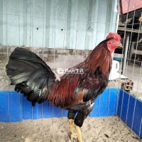Nòi 2kg9 gl