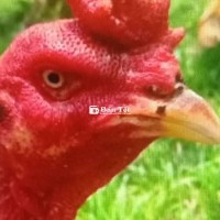 Trạng khủng có 35 con Gà Đòn Bình Định Đỏ đẹp