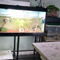 Cần thanh lý 2 hồ và phụ kiện