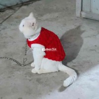 Mèo Mỹ