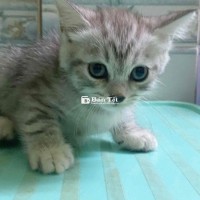 Mèo anh lông dài