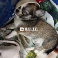 Chihuahua đực lông dài