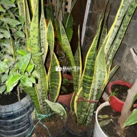 Chậu lưởi hổ