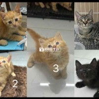 cần gả các bé gấp
