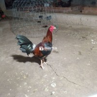 Cuban lai 1k3 chơi liền