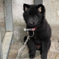 chó xù Bắc Hà