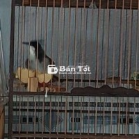 Chào mào thuần to con dài cả gang tay
