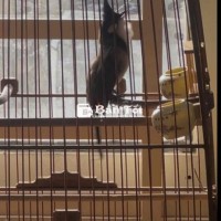 chào mào bổi