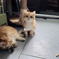 Golden đực NY12 chân dài - 2 tháng - lông ngắn