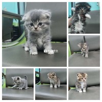 Mèo aln nhà đẻ
