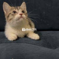 Bé munkchin cái - gả nhanh 1,5cá