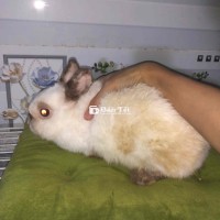 Hà Lan Lùn cái size ss