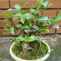 Chậu sung mini
