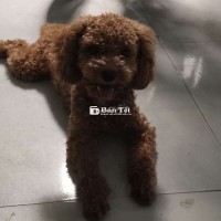 Poodle Nâu Đỏ Đực 11 Tháng Tuổi  