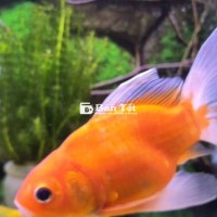 Cá phượng vũ