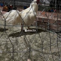 bướm tơ rin 3k