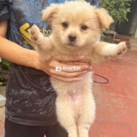 Chó phốc sóc lai