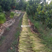 Cần bán 2000m2 đất vườn xã Bình Thạnh, huyện Cao Lãnh, tỉnh Đồng Tháp
