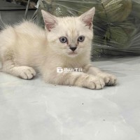 gả bé mèo anh đực đã tiêm