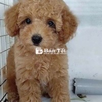 Poodle vàng mơ nhỏ 3 tháng tuổi, năng động ở HCM