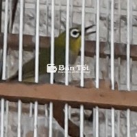 thanh lý bộ khuyên xanh líu nhiều cà phê ngọt