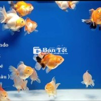 Oranda lụa mini