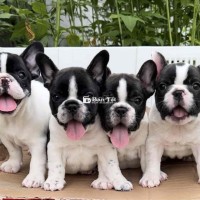 chó bull pháp bò sữa from đẹp thuần chủng 100%
