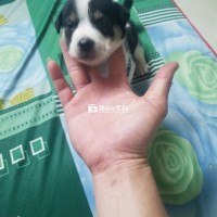 Cần tìm chủ mới cho bé chó cỏ chân lùn