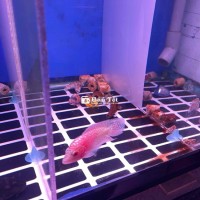 dọn hồ thanh lý cặp gb size ngón cái