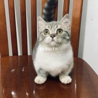 Không có thời gian chăm sóc cần tìm chủ mới