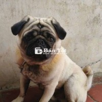 Ko có thời gian nên tìm chủ mới