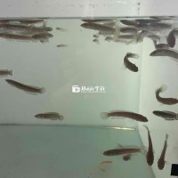 Cá Lóc Nử Hoàng size 6-7cm 300k/1 con