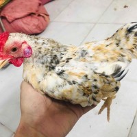 Gà tre bắc trạng 300g