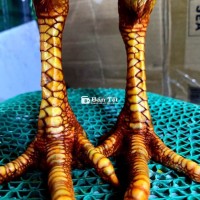 Gà mái bướm Việt