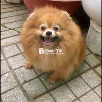 Bán cả bầy xịn cha mẹ có vka bán giá không giấy!