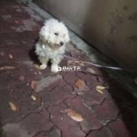 Bán chó poodle 1 năm tuổi