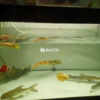 Hải tượng long size 3x gl cá khác