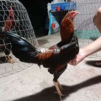1kg180 tay tốt