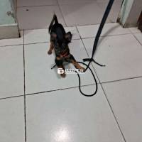 H ko chăm bé dc tăng bé ai yêu bé thì gd