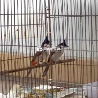 Bay nhanh cặp chào mào trống