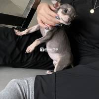 Chó chihuahua màu blue