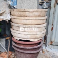 Tly lô chậu đá mài, chậu XM trồng cây lớn
