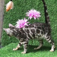 Rất nhiều Mèo bengal. Golden cần gả