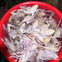 Bồ câu ra ràng.