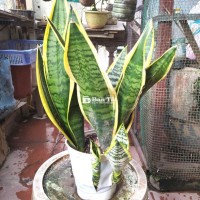 Cây lưỡi hổ