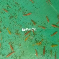 Tép cảnh thủy sinh