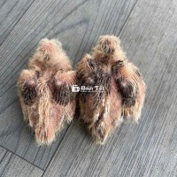 cặp VH đen non vừa tuổi đúc